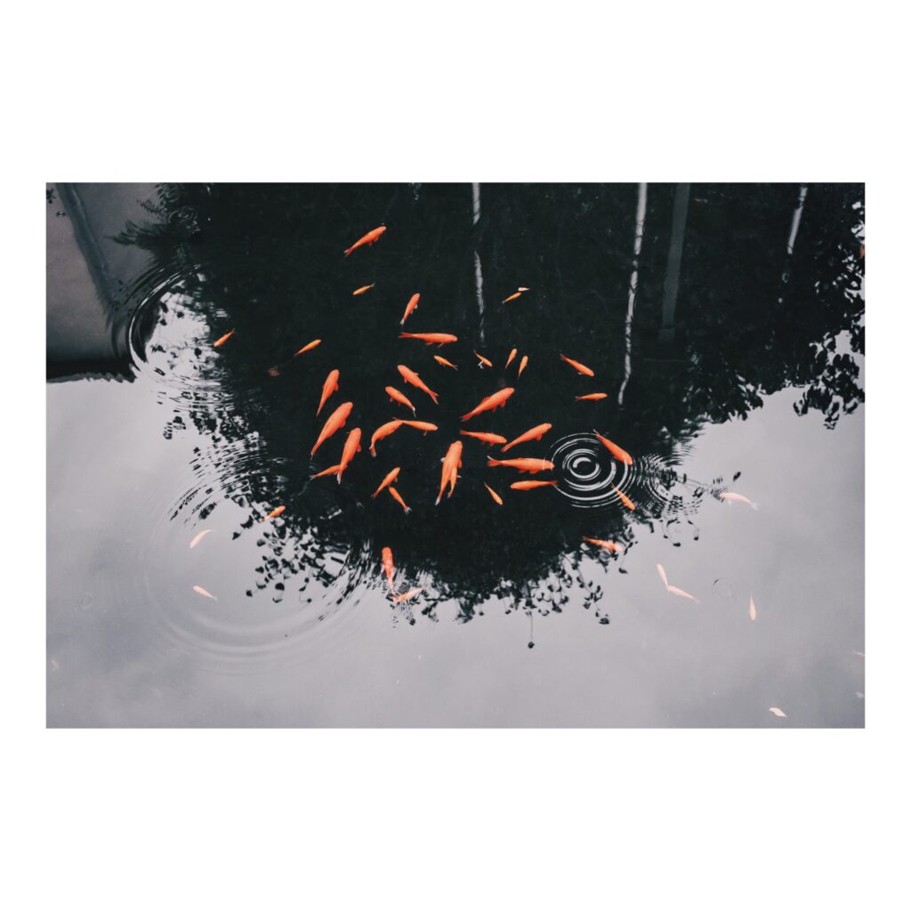 ABEA4EC6-EC70-467F-AAA9-DBAB87805BDF-1024x1024 FUJIFILM X100Ⅵ 買った話