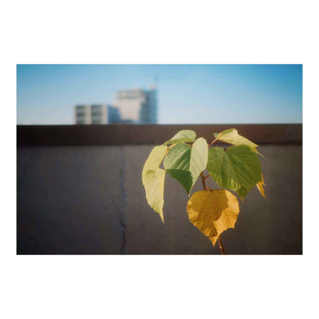 D344E785-5DFD-43EA-9B8A-63B137A1716C-1024x1024 FUJIFILM X100Ⅵ 買った話