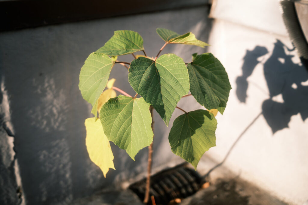 DSCF0856-1024x683 FUJIFILM X100Ⅵ 買った話